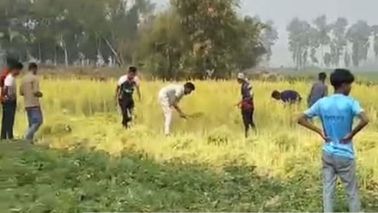 কৃষকের জমির সরিষা কেটে নিলেন যুবদল নেতা
