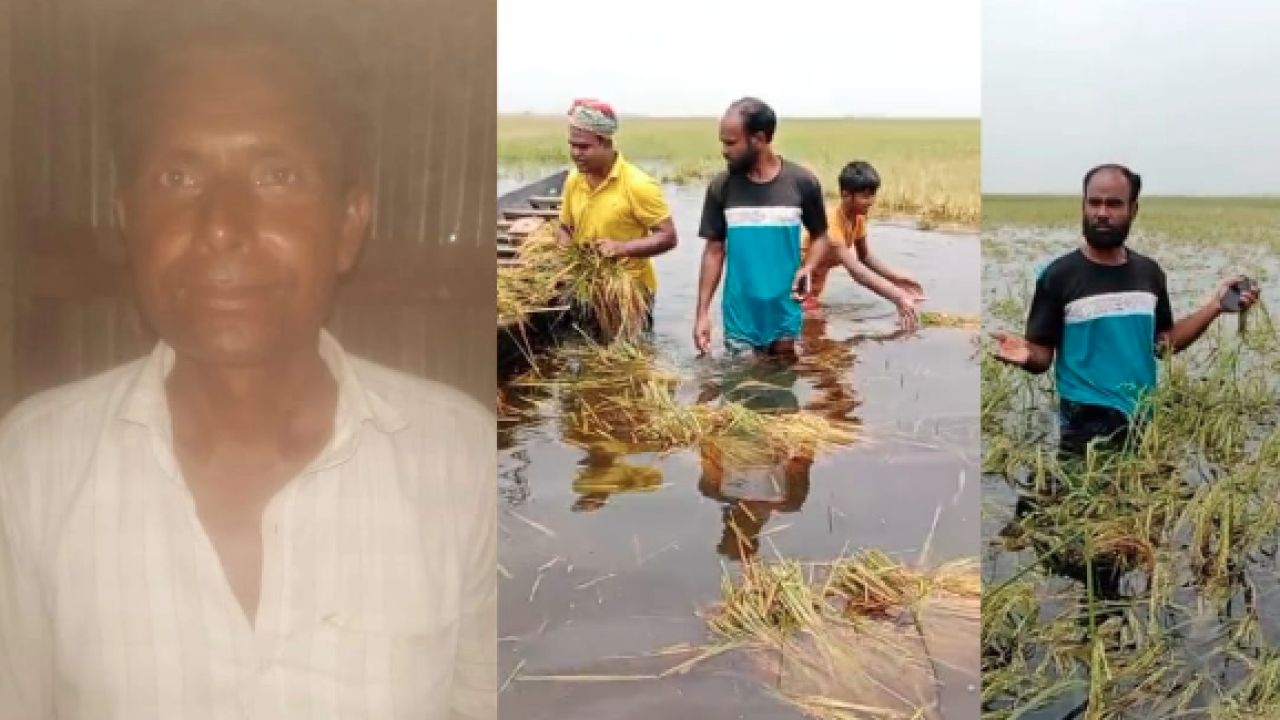হাওরের বৃষ্টির পানিতে ডুবে যাচ্ছে কৃষকদের পাকা ধান, মৃগা ইউনিয়নের চিত্র