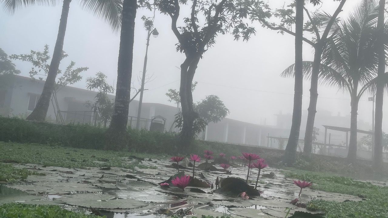 হেমন্তের আগমনে শীতের আমেজ, কুয়াশার চাদরে প্রকৃতি